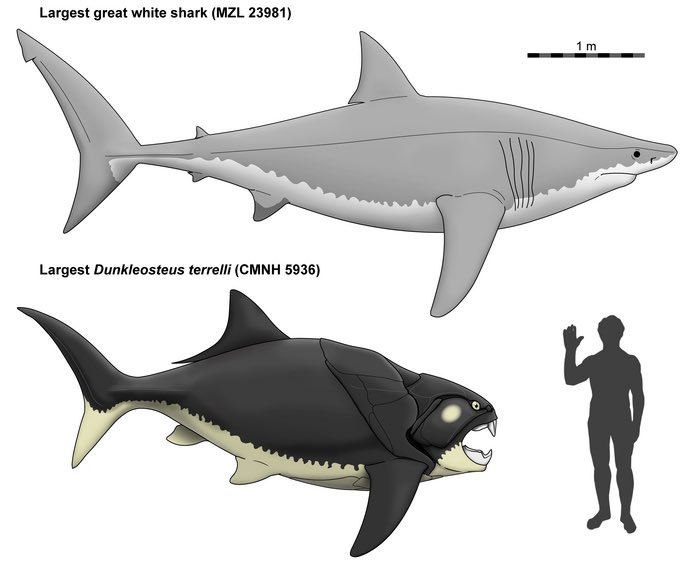 Big prehistoric fish story: Predator that once swam in water covering NE Ohio might be smaller than thought cleveland.com/science/2023/0…