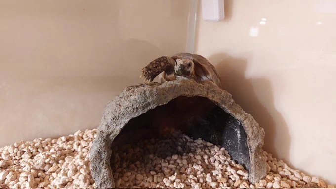 コラー!! 