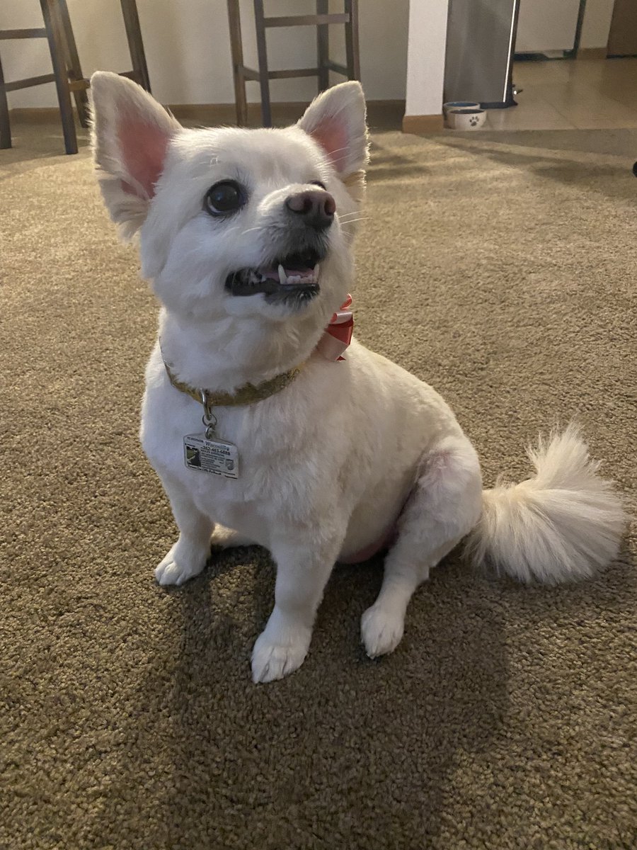 Psyciandra's tweet photo. @AuroraPeachy My Bailey girl had a haircut yesterday and now is bootiful 🤪 https://t.co/1YAWFetGNX