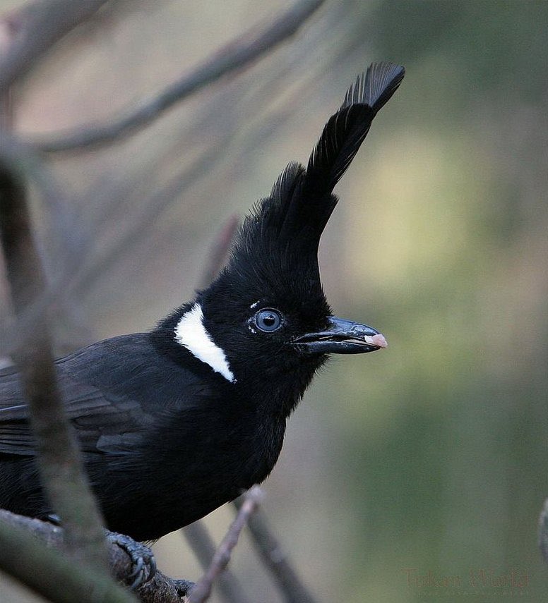 Corvids are famous for their ability to use tools, but the Crested Jayshrike is the only one who *listens* to Tool
