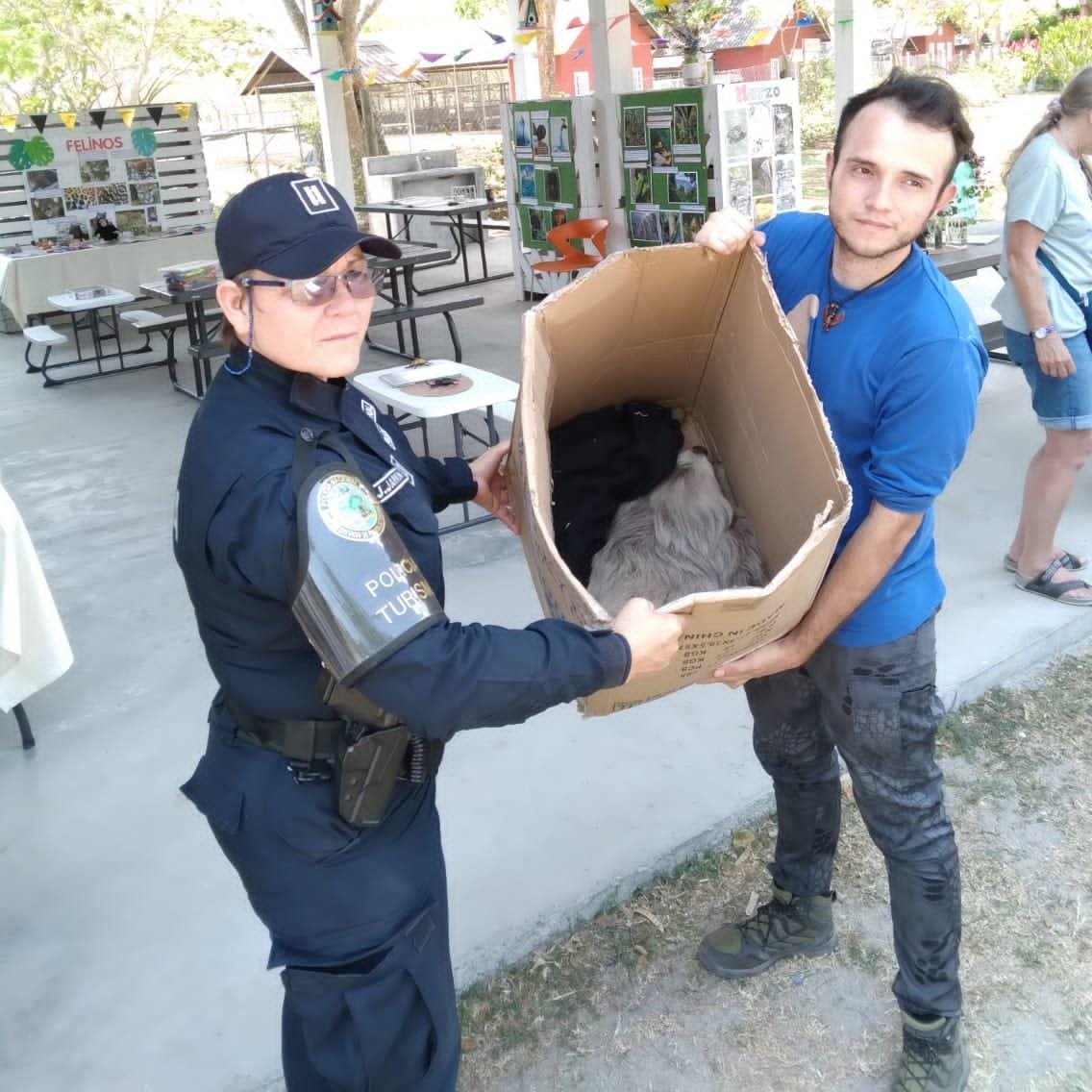 policiadepanama's tweet photo. En Río Hato, provincia de Coclé, unidades de la #DINAPART realizaron el rescate de un perezoso y trasladado al zoológico Buenaventura para recibir atención veterinaria. #CuidemosLaFauna https://t.co/QJIpPuxBNr