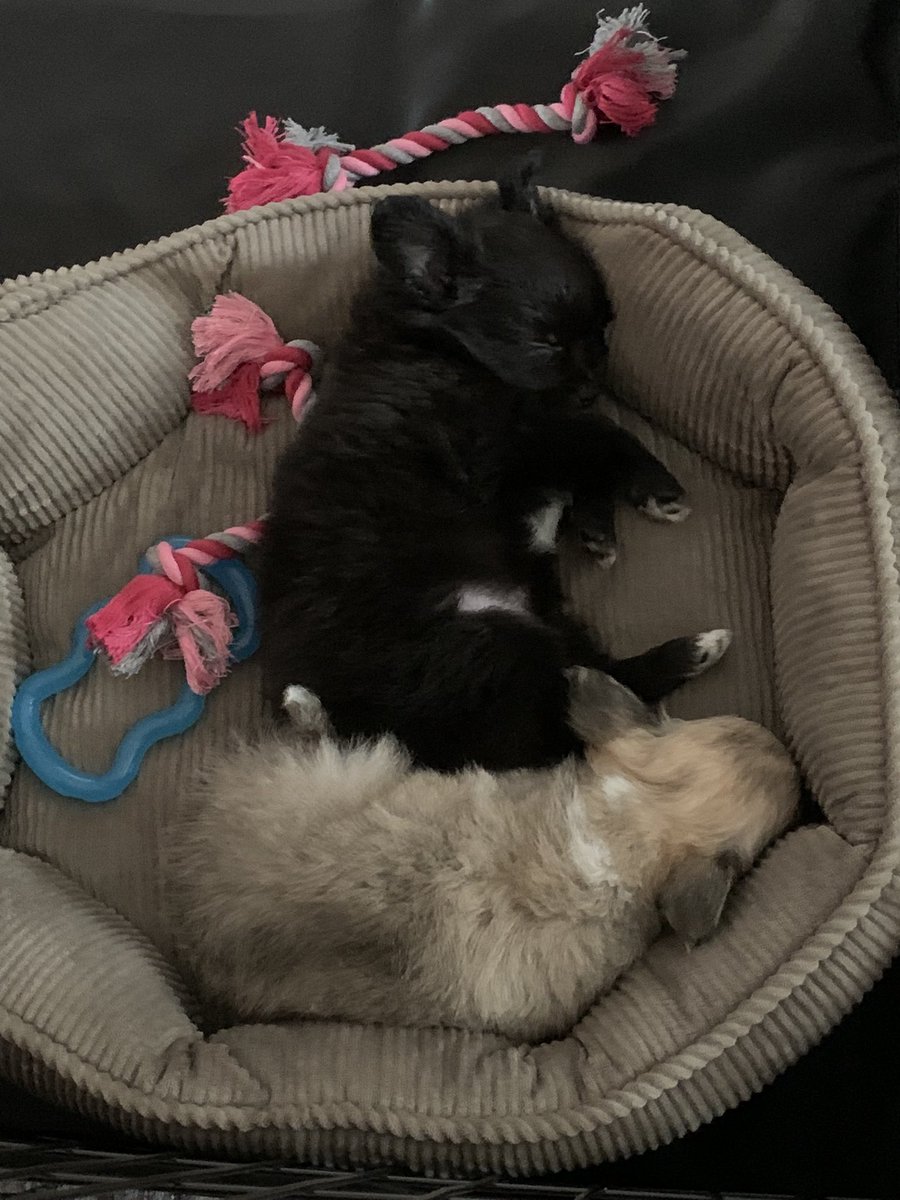 Barry Carenza tweet media