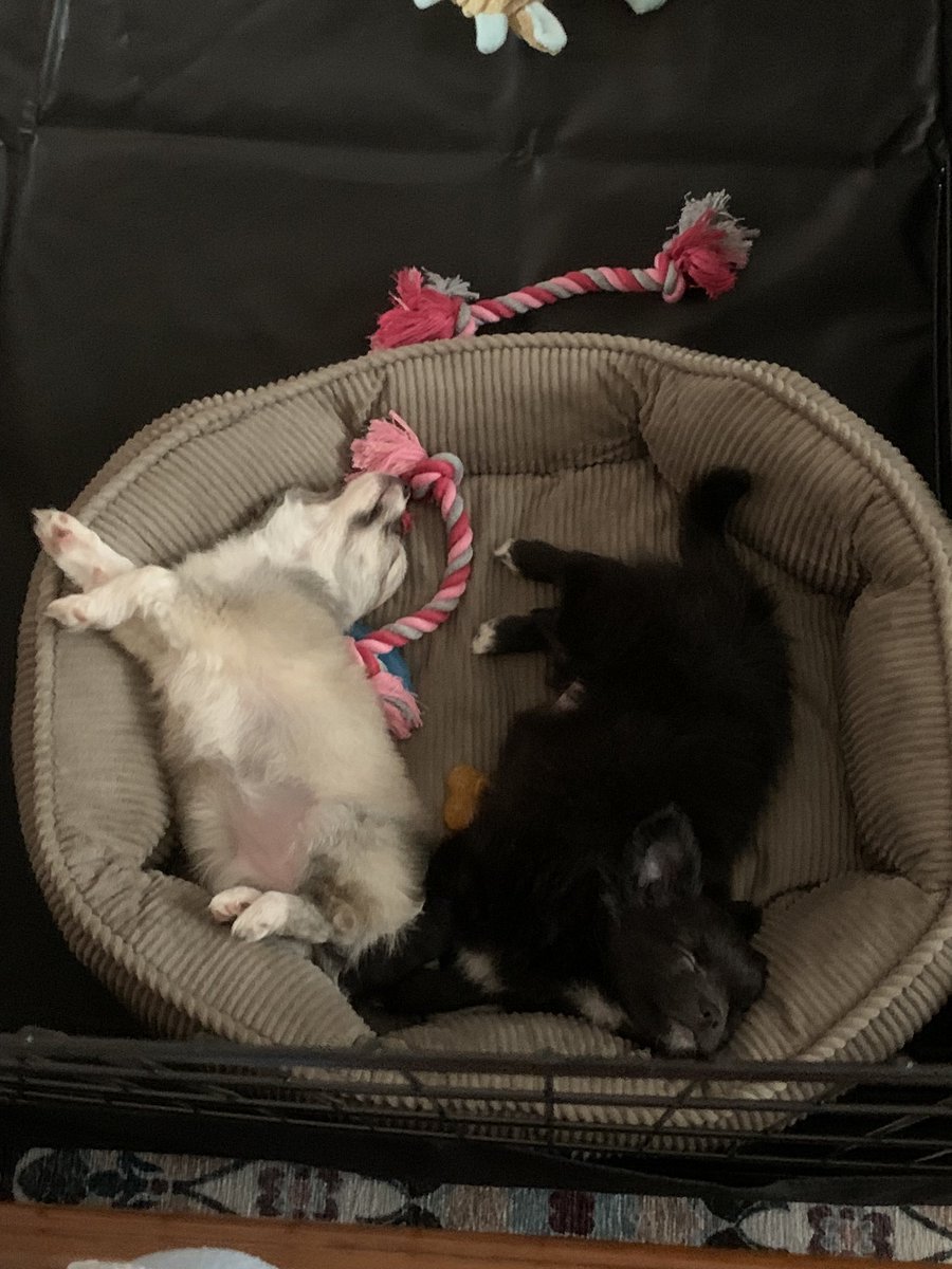 Barry Carenza tweet media