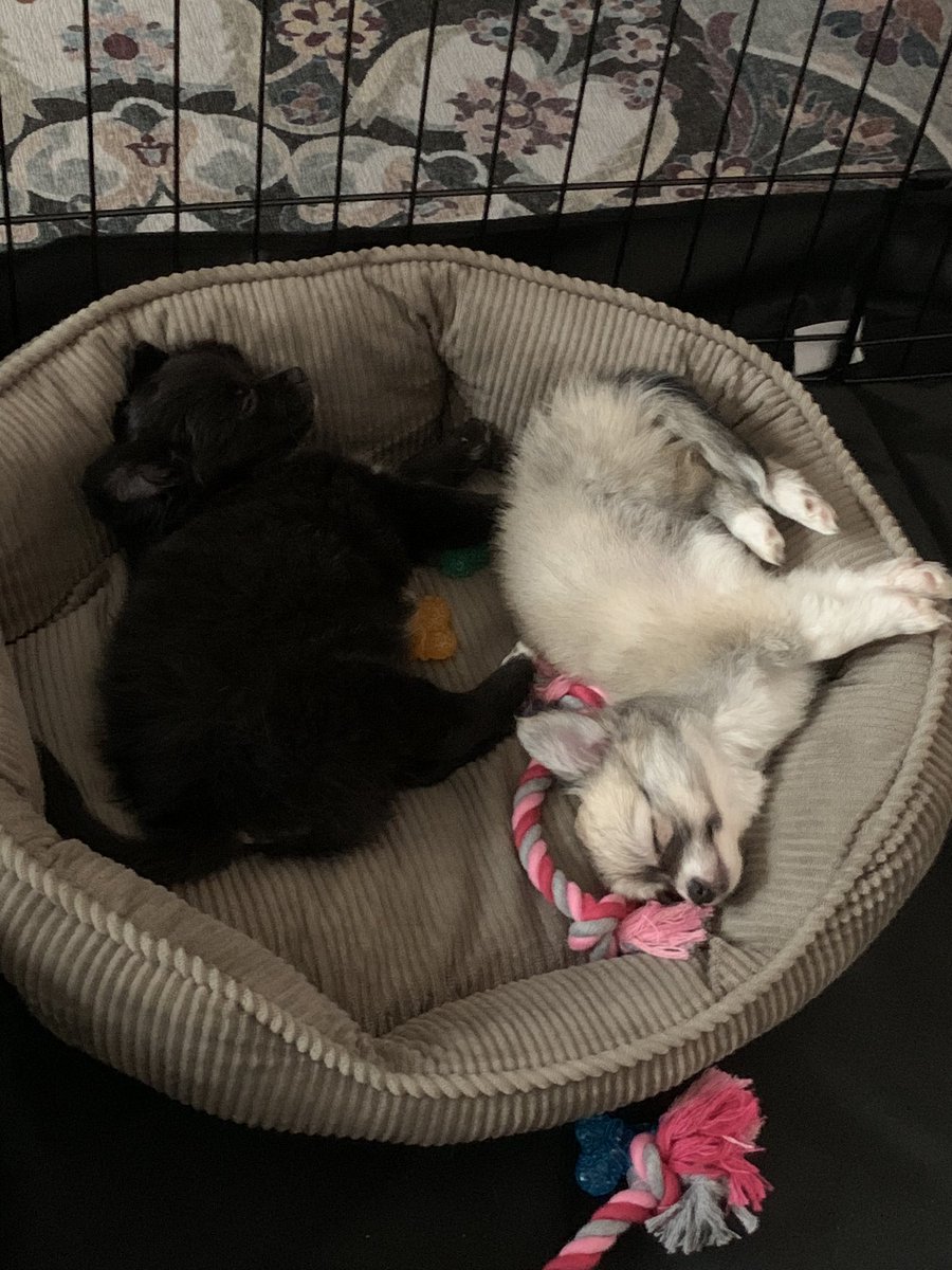 Barry Carenza tweet media