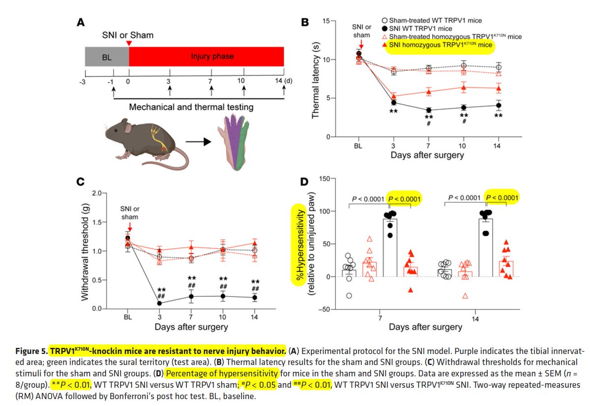 westr's tweet photo. Researchers identify gene mutation capable of regulating #pain https://t.co/FuFKxsxzeU v @EurekAlert @AgenciaFAPESP
A human #TRPV1 genetic variant within the channel gating domain regulates pain sensitivity in rodents
https://t.co/tcpR5wSPqf @jclinicalinvest #NaV17 #ionchannel https://t.co/AGVvY9kaWe