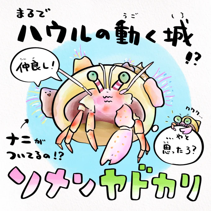 サンゴの日、イソギンチャクを背負うヤドカリがいる 