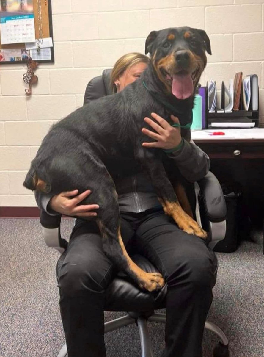 RottieHearts's tweet photo. Please join us in welcoming RHR ZAHRA to rescue. Although she took her freedom ride to a foster, we loved this photo of her at the shelter proving she is not too big to be a lap dog! #Rottweiler #LapDog #RescueDog #dogsoftwitter #IStillFit #CuteDog #FosterToAdopt #Fostersrock https://t.co/HX46ByLxcn