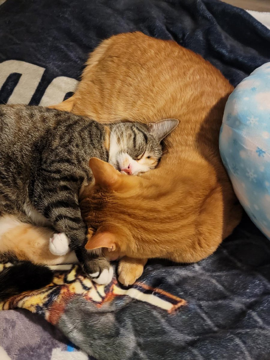 grlluvsgaming's tweet photo. #Caturday is always a good day https://t.co/DcinYxIVTD
