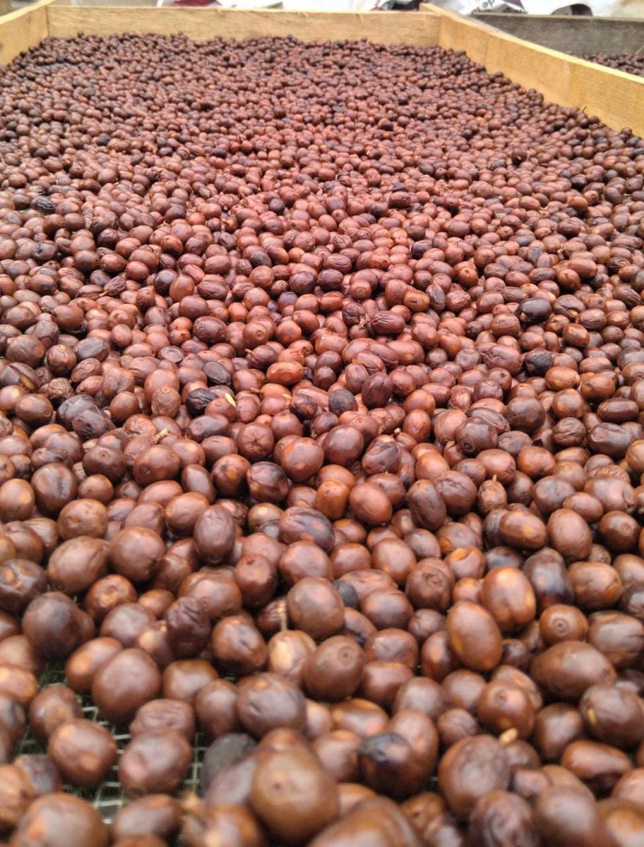 CafePranay's tweet photo. Naturales de Finca La Colonia https://t.co/7dNPk8XNsb