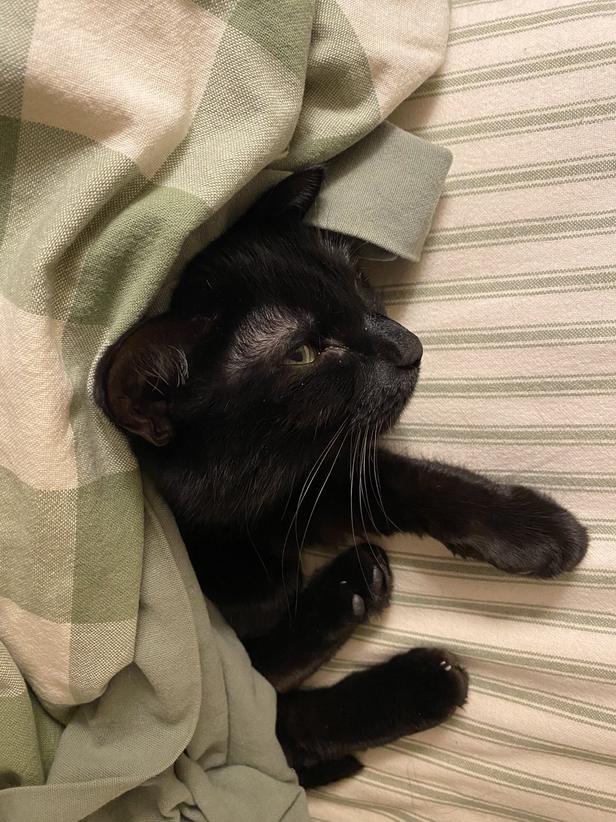 spooky_scum's tweet photo. @muskyhooker Penelope agrees :( https://t.co/p8MK6O7eQC