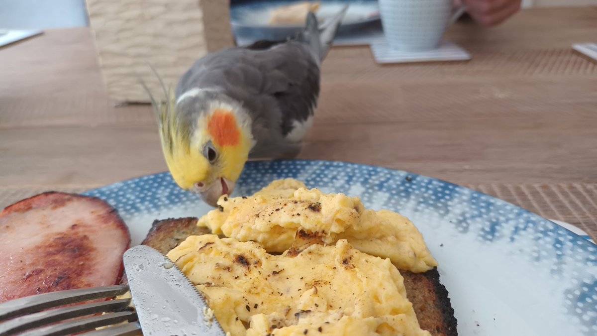 StinkyCockatiel's tweet photo. Mum loves me helping her eat brekkie https://t.co/aKA9vL1iEl