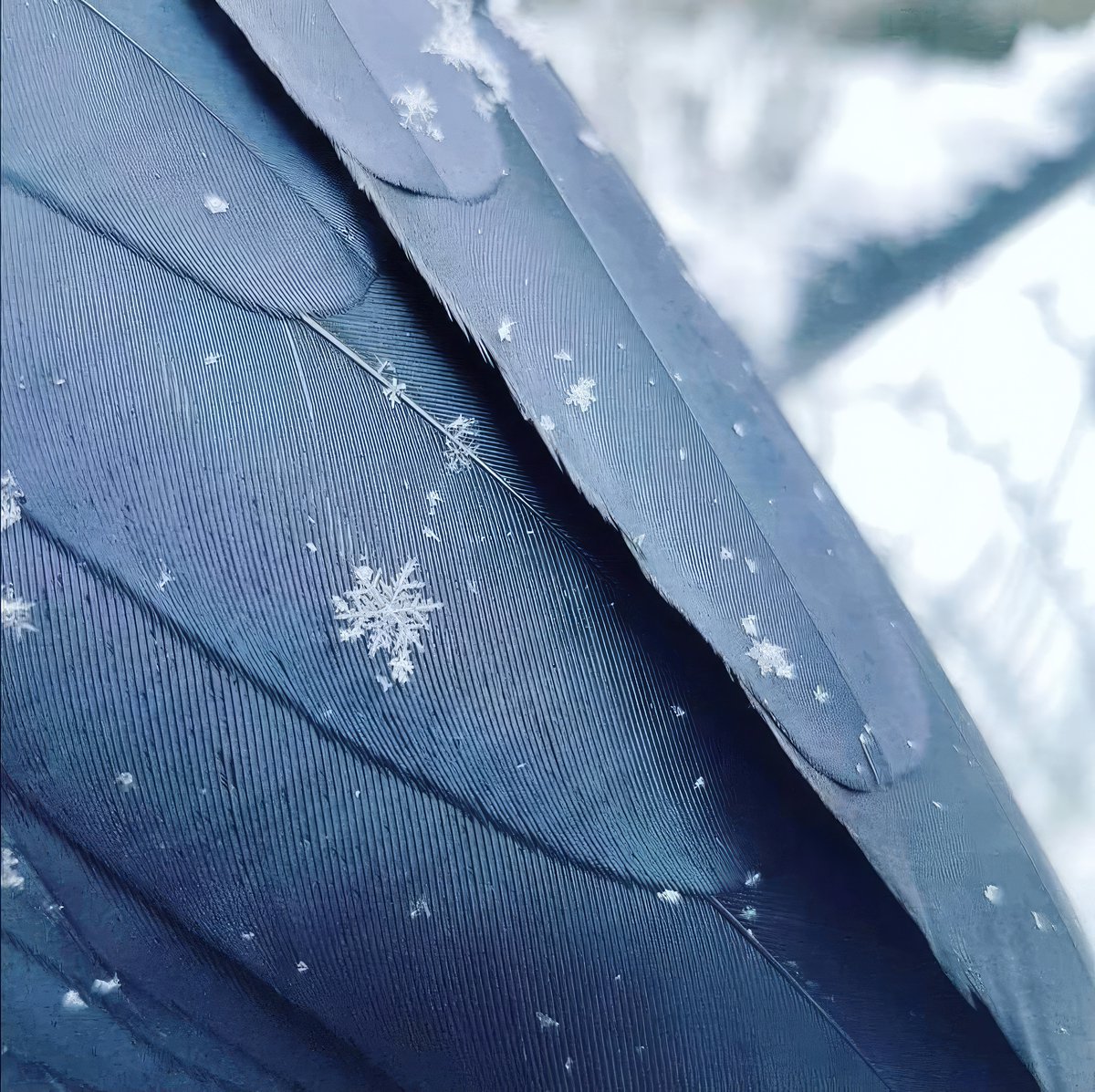FabulousWeird's tweet photo. Perfect snowflakes on a crow's wing ❄️

Photo by 
shawn.bergman https://t.co/0YAax0JVH8