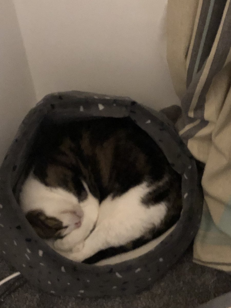 AndreaRenfrew's tweet photo. @thechrisbarron Happy Caturday 🐈 from this cosy one xx https://t.co/amZUK3aVo6