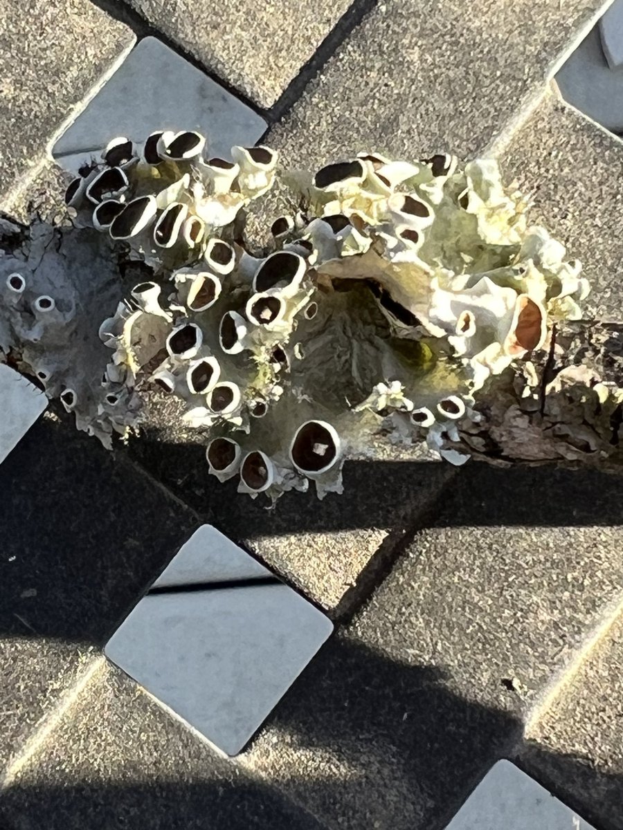 TNdigsgarden's tweet photo. #lichen. From the old Maple following the big blow yesterday. https://t.co/5OT0BGCReN