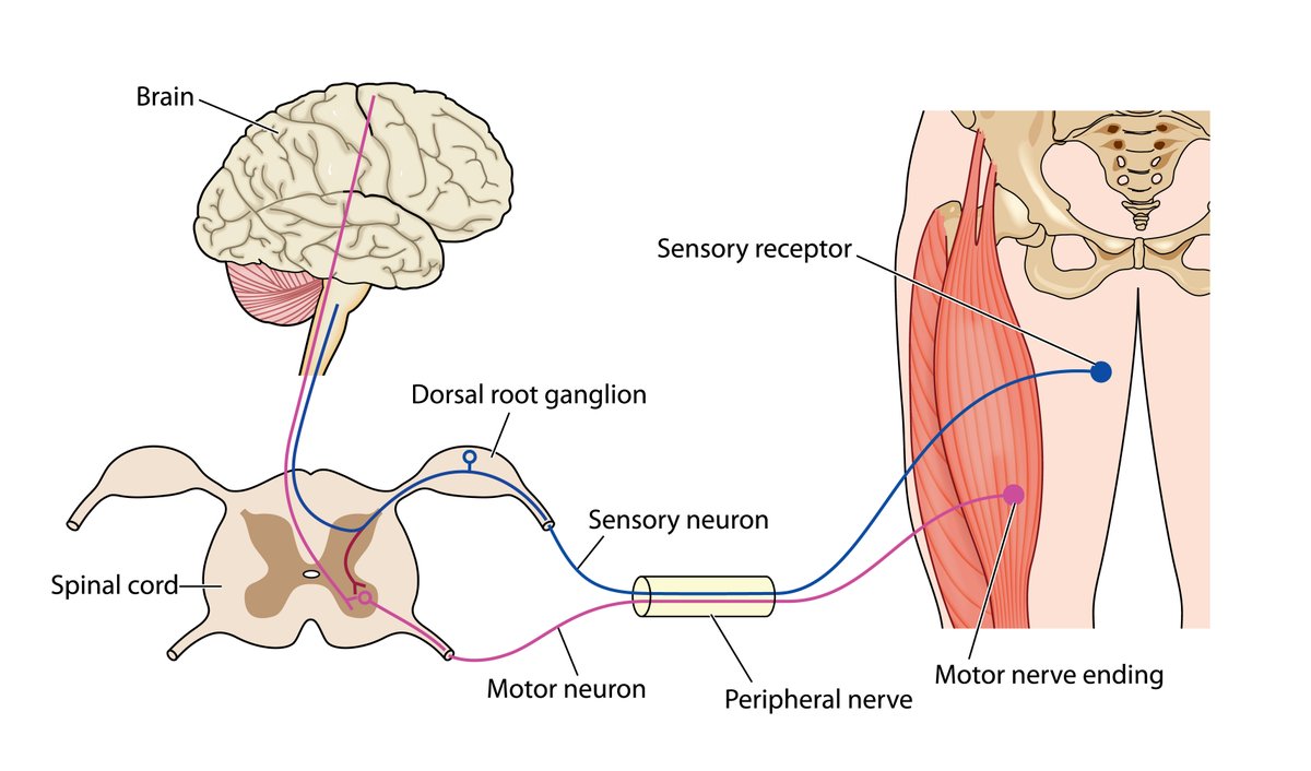 chrost_hugo's tweet photo. Co-ordination of motor and sensory information is required to produce accurate movement.

Source: Scottish Acquired Brain Injury (ABI) E-Learning Resource

#neuroscience #MedTwitter https://t.co/ufd3Rk6tZh