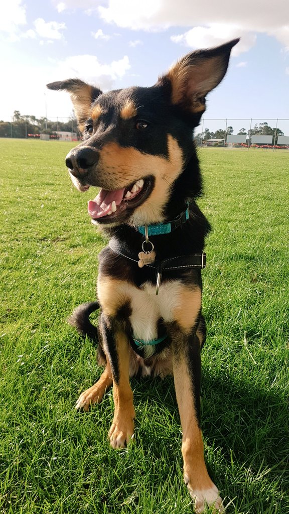 Miss_Golddawn's tweet photo. @rhia_natalie Such beautiful pet portraits, and so many adorable pet friends in the comments 😍😍 this is my goofy floof https://t.co/yKTPR3UPSN