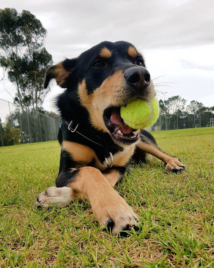 Miss_Golddawn's tweet photo. @rhia_natalie Such beautiful pet portraits, and so many adorable pet friends in the comments 😍😍 this is my goofy floof https://t.co/yKTPR3UPSN