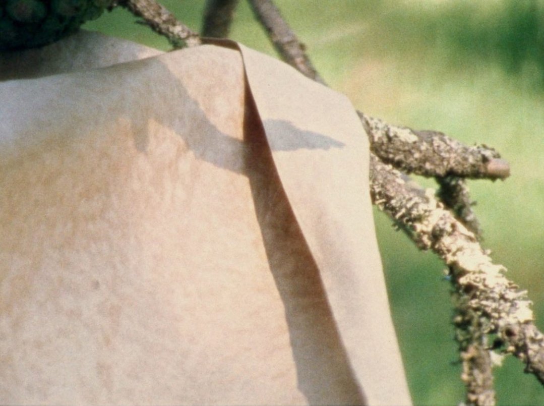 Light Field tweet media