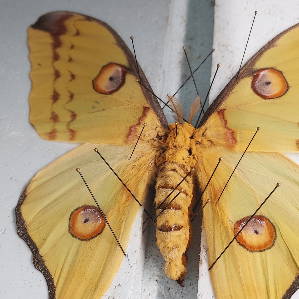BicBugs's tweet photo. This Argema mittrei is almost finished being pinned. This particular specimens is a female, identified by her skinny antennae and rounded forewings.
#moth #cometmoth #bugfacts #entomology #insectcollection #oddities #bugs #insects #environment #curiosity #odditiesandcuriosities https://t.co/mbFua0aH8p