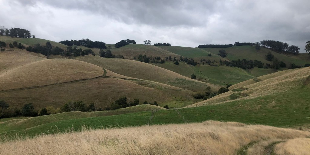 Sir David Attenborough described the threatened Giant Gippsland Earthworm as the “rarest and most extraordinary of all earthworms”.  

These 3 metre long worms make gurgling sounds as they move through their tunnels and can be found at our project called Glendalough (pictured).