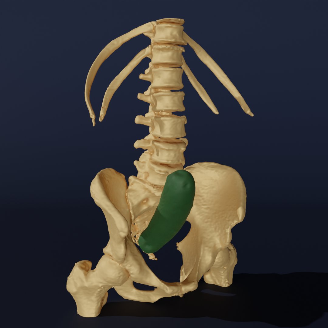 medslicer's tweet photo. Intrarectal zucchini 3D reconstruction
#vegetable #surgery #proctology #3DCG https://t.co/SFm5P91TYg