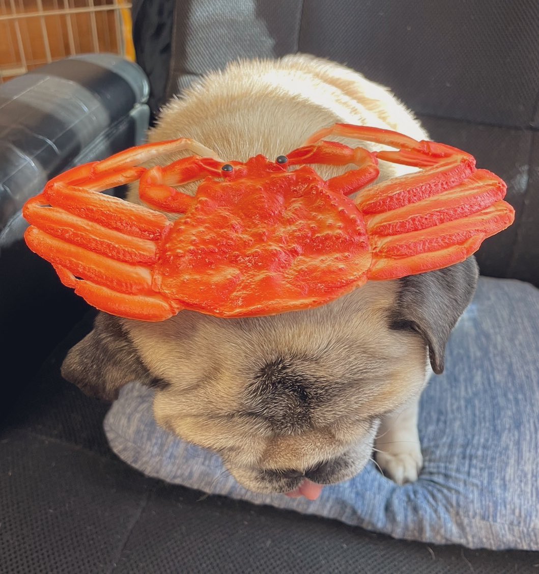 🦀