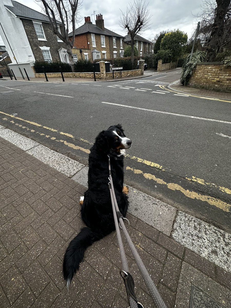 Not moving #bernesemountaindog #dog #bernese