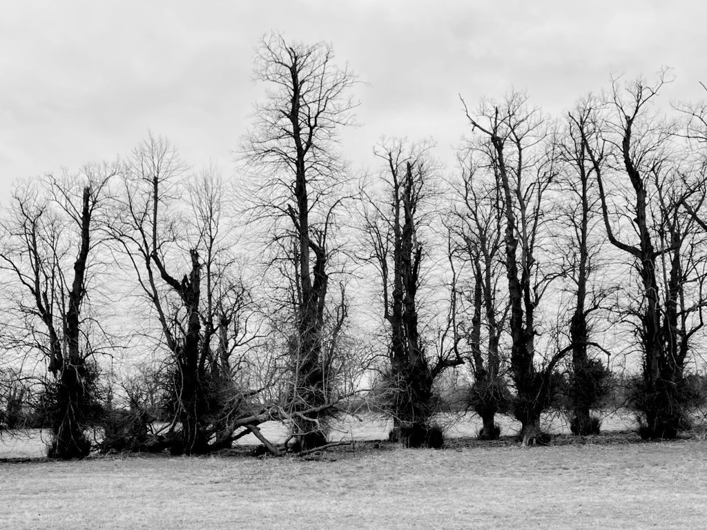 SamWakefieldCC's tweet photo. Witchy and foreboding…or strong and resilient?

#AscottPark Lime trees, 300 year-old avenues of c. 100 trees, gently declining, covered in cavities, broken and torn boughs and huge hollows, thick epicormic growth and huge burrs…and a mass of healthy new budding growth 😊 https://t.co/6BiH7kCpoj