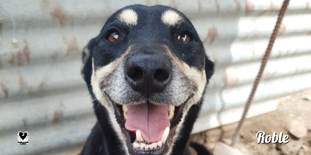 Esa sonrisa no puede más 🤩.

Él es Roble, hace dos años espera su familia luego de ser rescatado en un allanamiento 🥺.

📲 Comunicate  por privado para saber más sobre él.