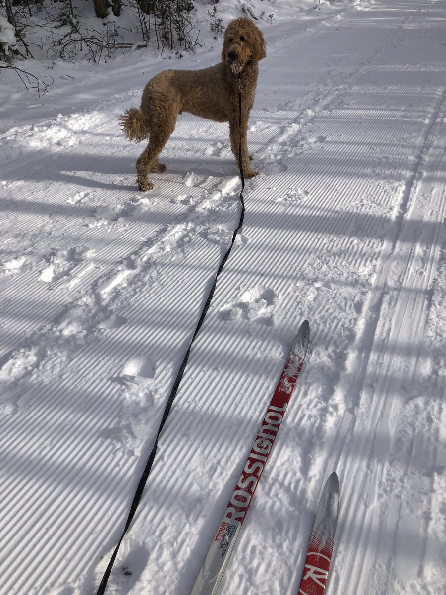 boudr's tweet photo. Great afternoon ski with the dog in Truro’s Victoria Park @Truro_PRC @TownofTruro https://t.co/TTsxBSNY2I