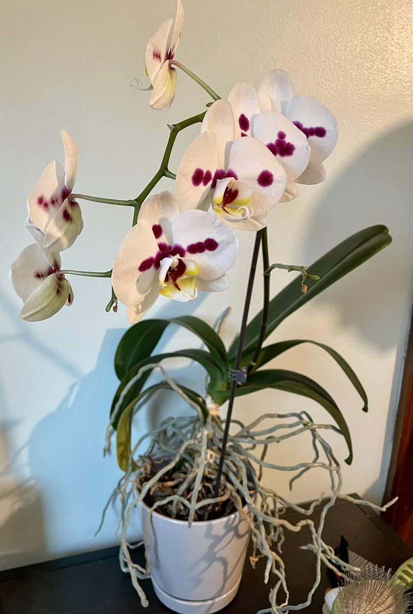 Betzaira G Childers, MD tweet media