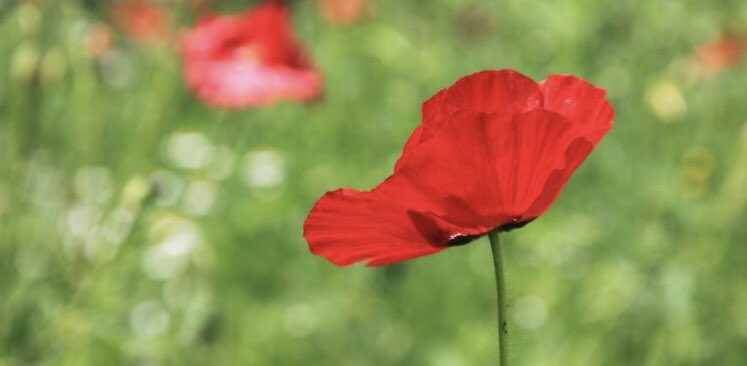 MariaOuzounova's tweet photo. Action Coquelicot- Les femmes en sciences, le 8 mars, la journée internationale de la femme! https://t.co/MSZlHnPYjD https://t.co/FxpbHWJ4Vt