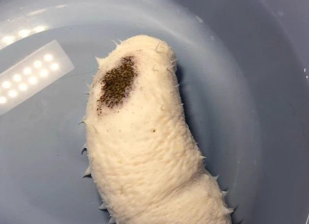 10万匹に1匹の貴重な存在だった！？傷んだバナナのようなナマコ。