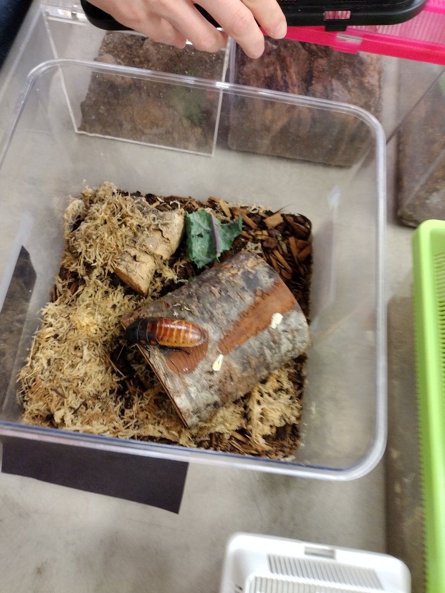 Our kinders <a href="/Columbia_VVUSD/">Columbia Elementary</a> were so excited to see amazing insects, millipedes, and tarantula! Thank you <a href="/UCRiverside/">UC Riverside</a> Entomology Dept. for your outreach program!