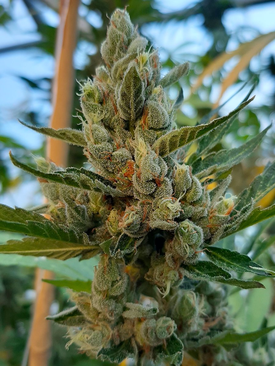 707seedbank's tweet photo. Bee's Knees (GMO x KushCleaner)
This cross has the most variation in the Kush Cleaner Experience. Some leaned towards the mom some to the dad. I even had some that even tasted like Chem.
#707seedbank #beesknees #kushcleaner #organic https://t.co/npdGMa5pBr