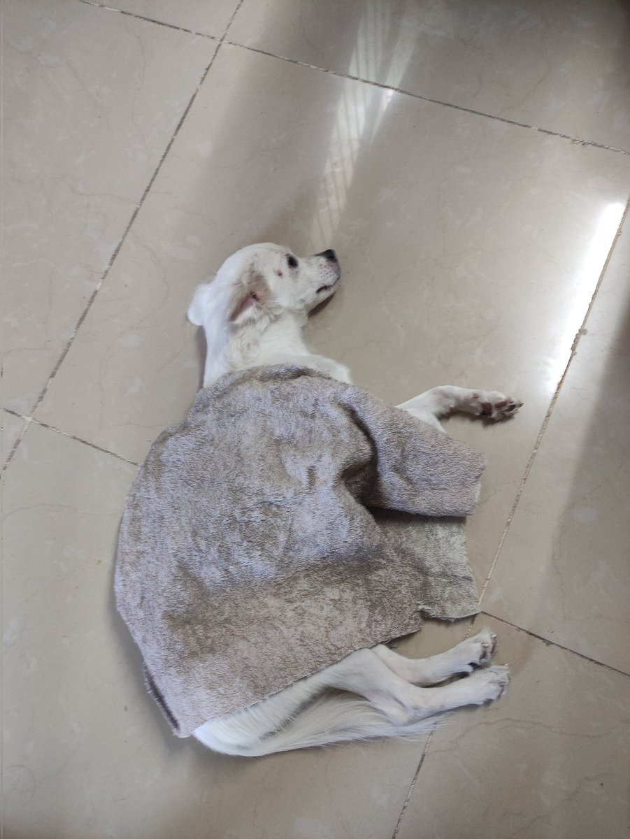 ValenciaLenard's tweet photo. Pagaling ka snowy 🥺 Naka confine na siya sa vet ngayon ☹️

Sa dinami dami ng problema na pinagdaanan, aso lang pala makakapag paiyak sa'kin hahaha. https://t.co/PtanrldCns