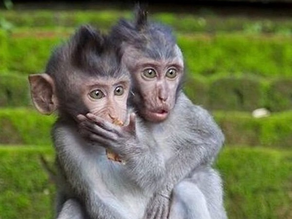 onelessmonkey's tweet photo. Tonight 3/4/23, in Corona, One Less Monkey! 9 PM! Come join the fun!!!! https://t.co/f7boZ0lryE