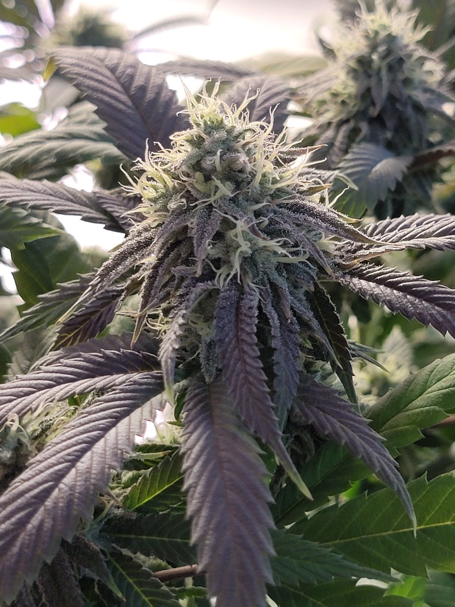 RyleyVaux's tweet photo. Apples and oranges
#cannabislife #organicgrown #420community #ethosmultipass #flowertent https://t.co/CP12x99Azc