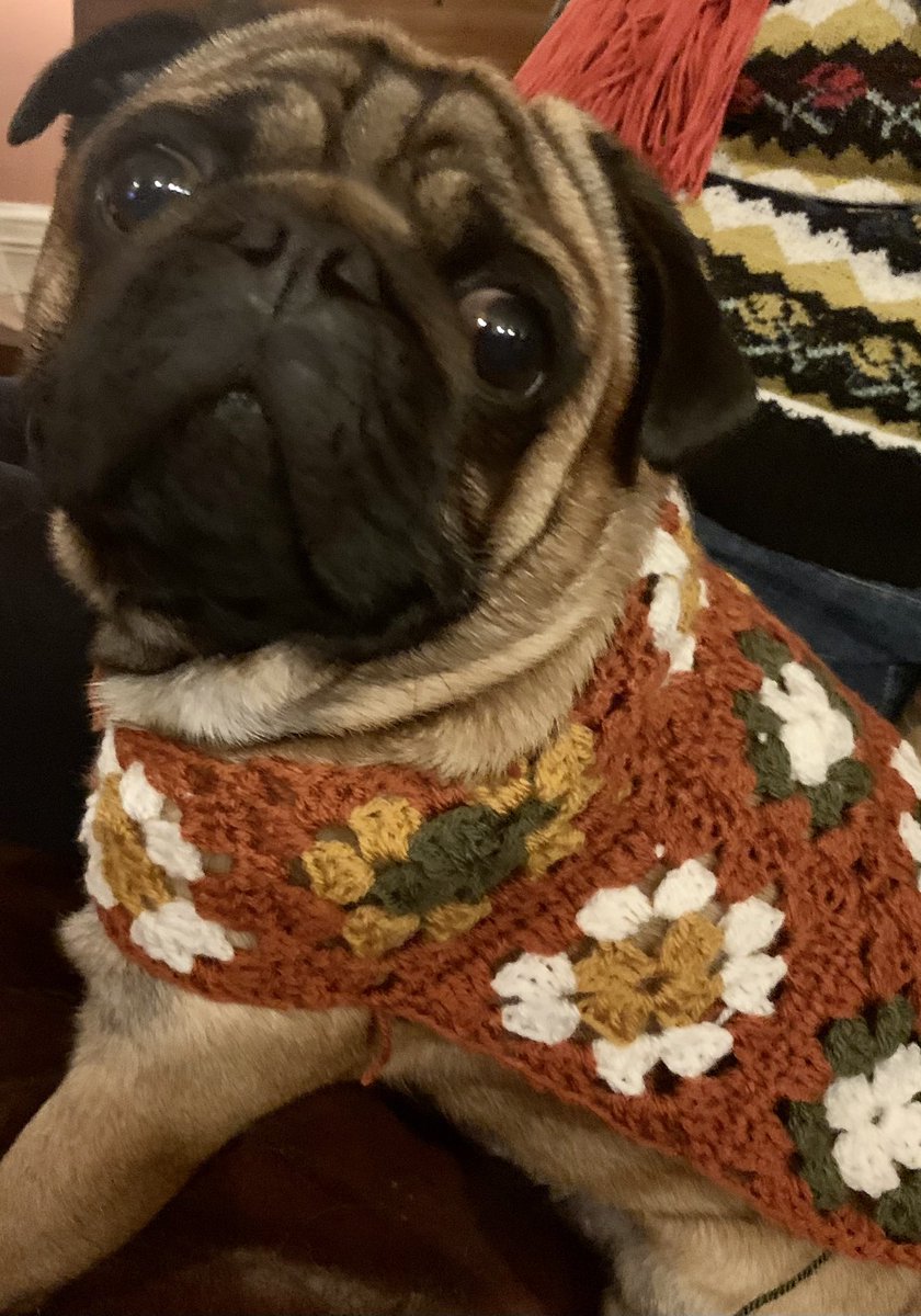 Olivepug66's tweet photo. When your offspring takes up #crochet ππ€©πΎ #pugs #SaturdayThoughts #dogsoftwitter (not finished yet) #coldweathercoming https://t.co/Z4zrwxGICd