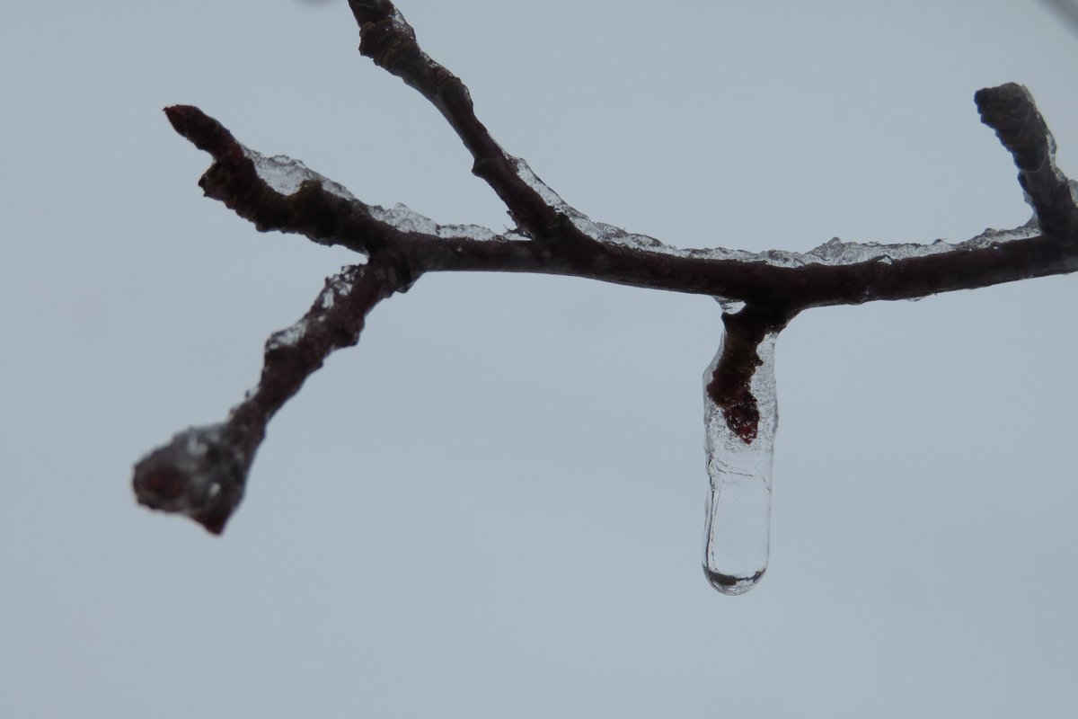 alicesbears's tweet photo. The snow &amp; ice came back. That wasn't welcome but it was so pretty. Check out this blog post for photographs &amp; haikus! #blogboost #haiku https://t.co/F6XB2NR4ar https://t.co/nn4fE3y4zh