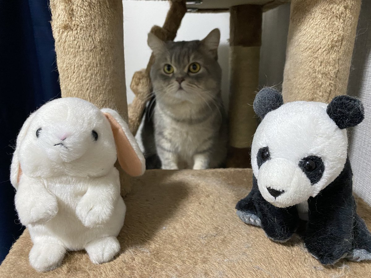 🔺魅惑のトライアングル🔺