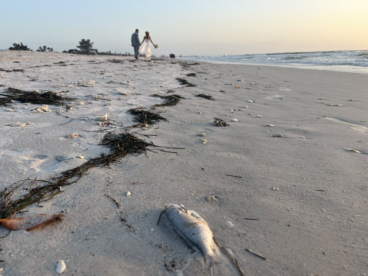 Max Chesnes tweet media