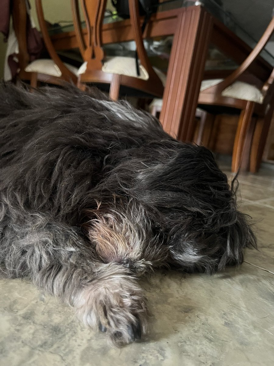 CarolEscobar97's tweet photo. A la izquierda mi abuelita 93 años, tiene hace 20 años Alzheimer. Ayudó a cuidarla desde mis 11 años. A la derecha Sammy mi perrita más viejita con 15 años con demencia senil. La vejez, para mi la etapa más dura. Pero de la que más he aprendido por mis seres queridos. https://t.co/STBvToqpKh