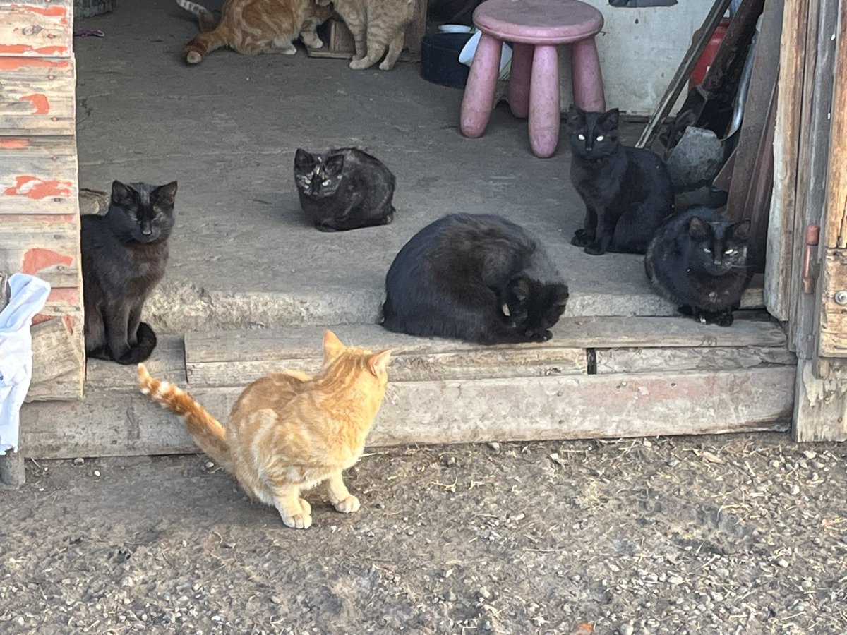 WheatGeerJJ's tweet photo. #kittentime at the ranch!
If anyone needs cats with a great mousing pedigree, we have what youโre looking for!
And if your not sure, dont forget about our unconditional, lifetime guarantee, free replacement warranty!!
#volumediscountstoo!
#makeusanoffer!
#howcanyougowrong? https://t.co/W3bcmreb68