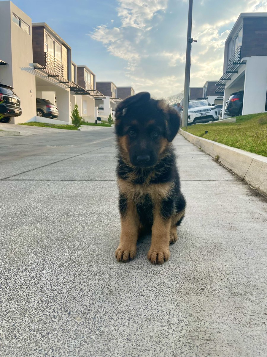 nancyale018's tweet photo. Tengo en venta estas 2 cachorras Pastor Alemán 🥰 pedigree rosado https://t.co/HbwjV7s2NE