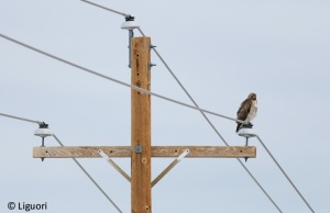 jsabonr's tweet photo. Another easy way to prevent electrocutions is to design power lines such that they are able to accomodate the perching of large birds without electrocuting them - this should be a simple fix for the most part.
https://t.co/DoQAs9MhsO
#39canimals https://t.co/iB4khoctbO