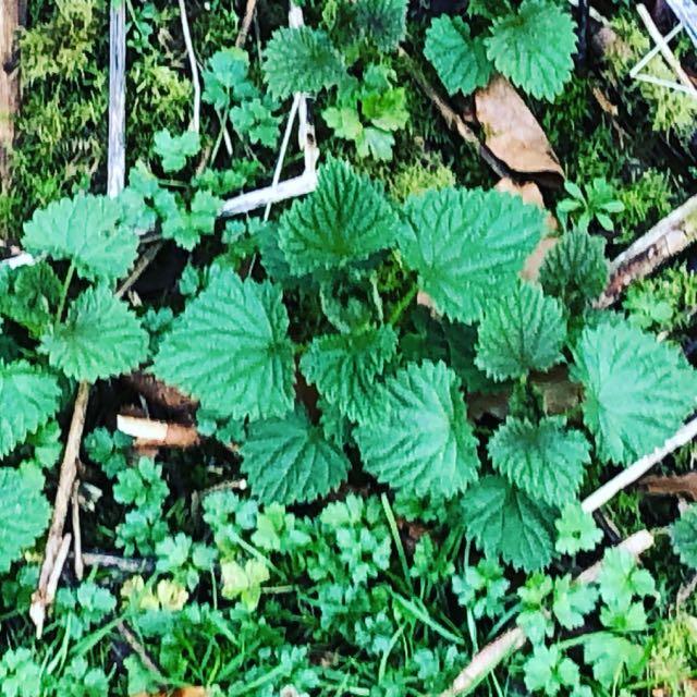 crowsdaughter's tweet image. conta.cc/3mp94Cs