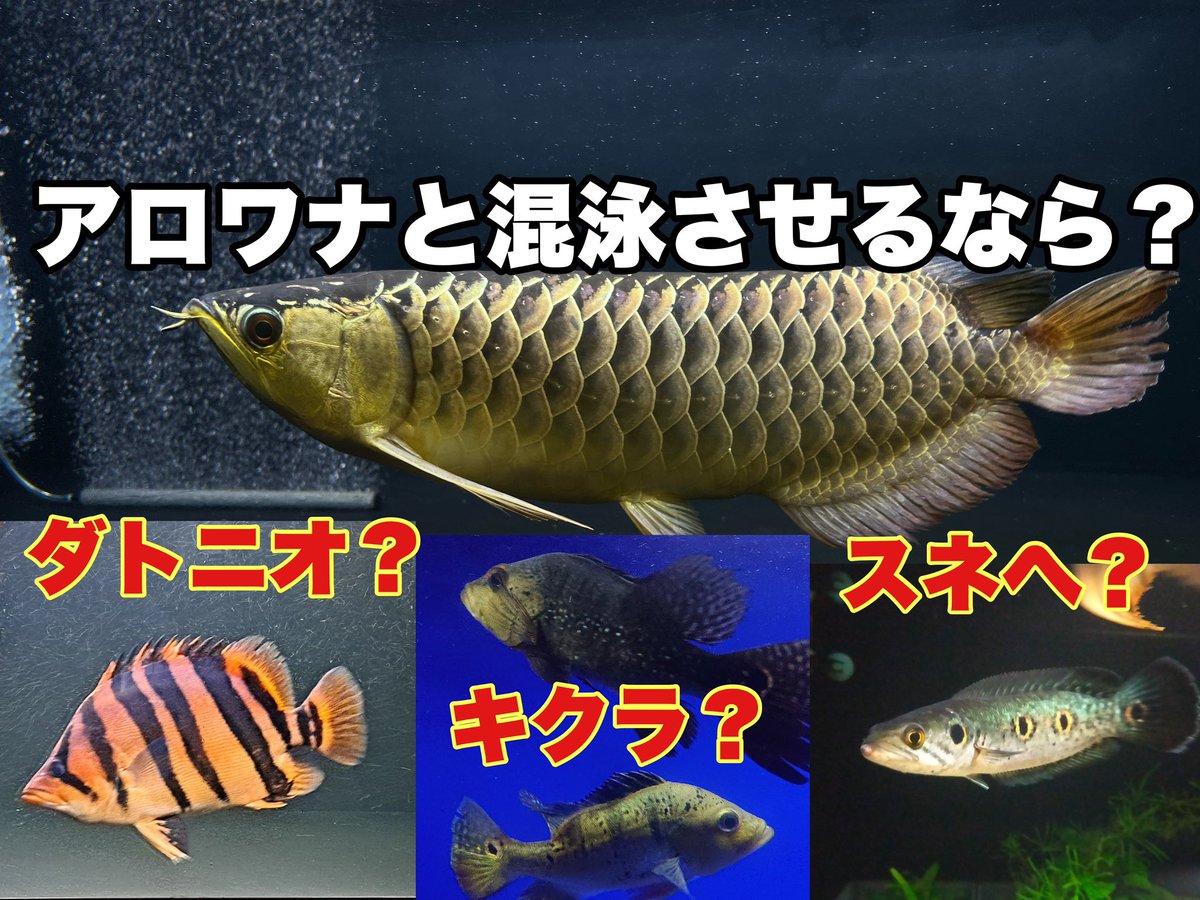 早い方優先 ポリプテルス・ビキールビキール 25ｾﾝﾁ± 早い方優先