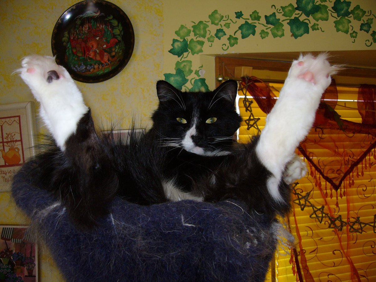 Najoe_Boogykas tweet media