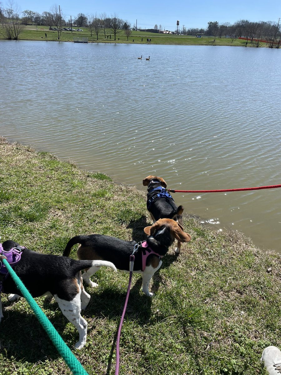 Had a family venture to our favorite park for sniffs and geese watching this morning.
